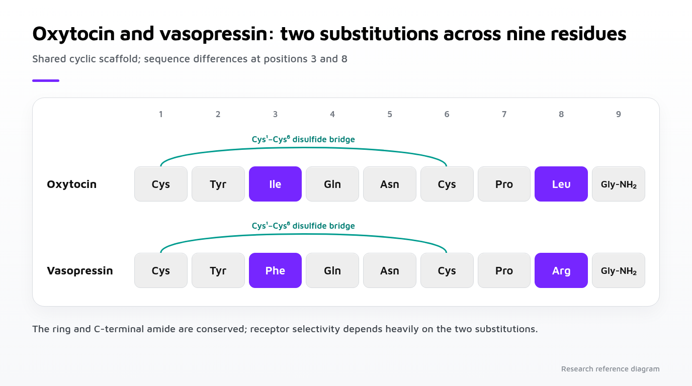 Aligned oxytocin and vasopressin sequences showing substitutions at positions 3 and 8 and the conserved Cys1-Cys6 disulfide bridge