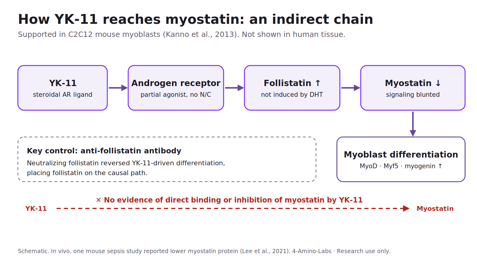 Diagram of the indirect pathway from YK-11 through androgen receptor activation and follistatin upregulation to reduced myostatin signaling, with no direct YK-11 to myostatin link
